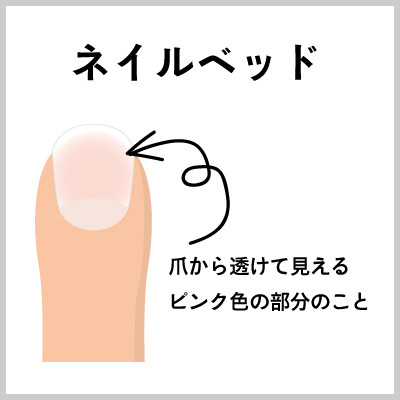画像:ネイルベッドは爪から透けて見えるピンク色の部分のこと